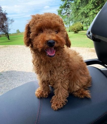 Poodle For Sale In Kolkata