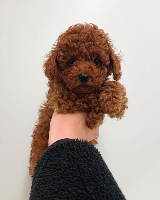 Poodle For Sale In Kolkata