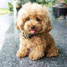 Poodle For Sale In Kolkata