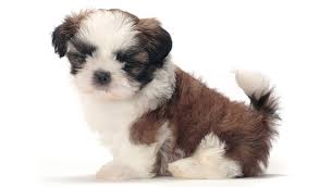 Shih Tzu For Sale In Mumbai