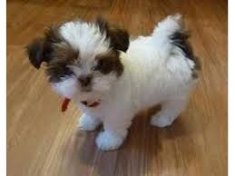 Shih Tzu For Sale In Mumbai