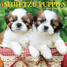 Shih Tzu For Sale In Mumbai