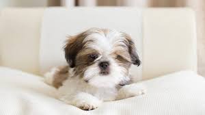 Shih Tzu For Sale In Mysore