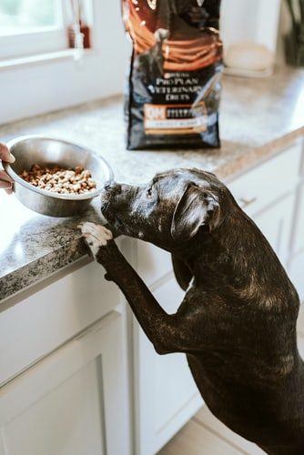5 Things To Remember While Choosing The Right Packaged Food For Your Dog