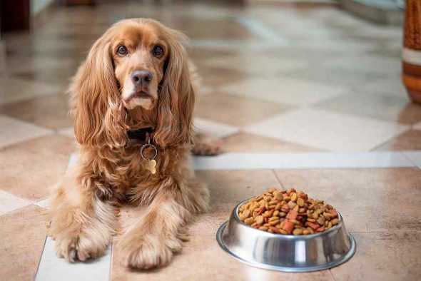5 Things To Remember While Choosing The Right Packaged Food For Your Dog