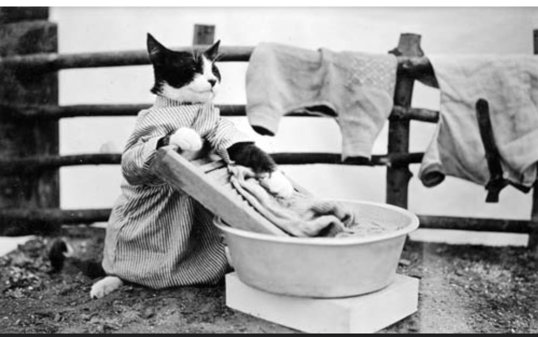 Want To Be A Pet-Parent, But Allergic To Animals? 8 Things You Can Do