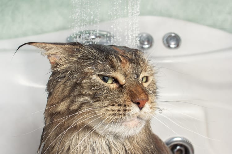Want To Be A Pet-Parent, But Allergic To Animals? 8 Things You Can Do
