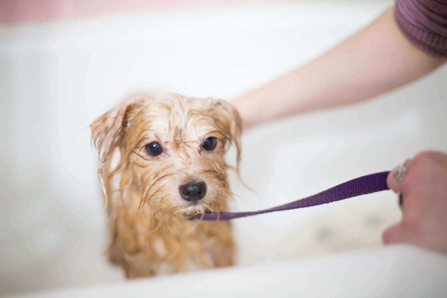 The To-Dos and How-Tos of DIY Dog Grooming: An Easy Guide 