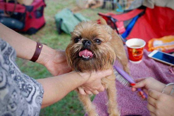 The To-Dos and How-Tos of DIY Dog Grooming: An Easy Guide 
