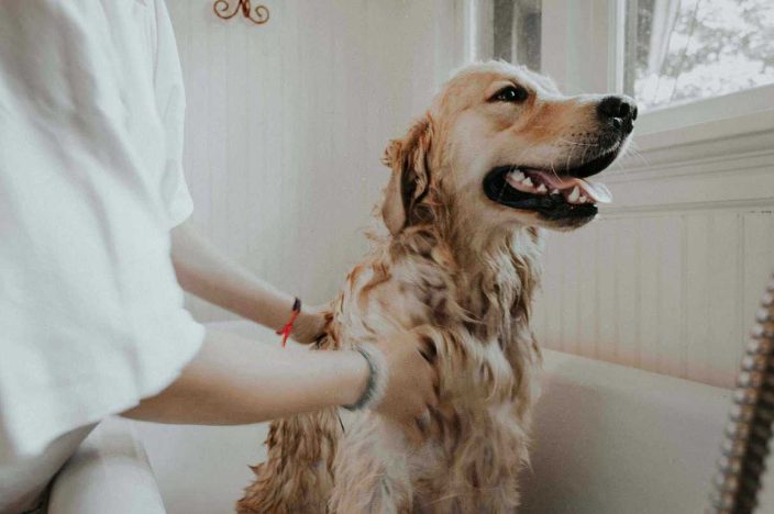 The To-Dos and How-Tos of DIY Dog Grooming: An Easy Guide 