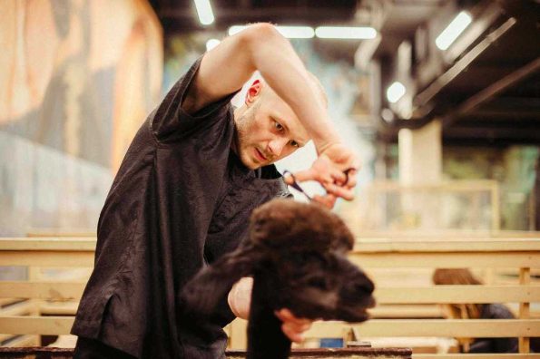 The To-Dos and How-Tos of DIY Dog Grooming: An Easy Guide 