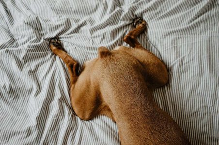 The To-Dos and How-Tos of DIY Dog Grooming: An Easy Guide 