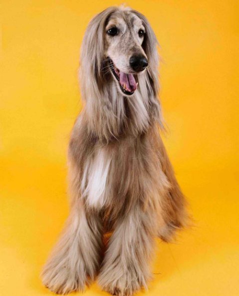 The To-Dos and How-Tos of DIY Dog Grooming: An Easy Guide 