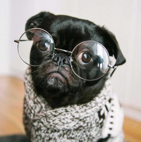 The To-Dos and How-Tos of DIY Dog Grooming: An Easy Guide 