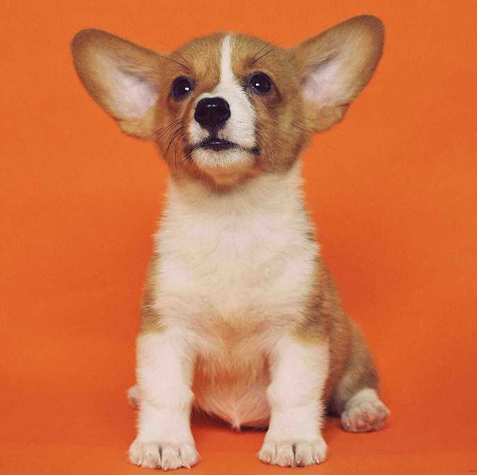 The To-Dos and How-Tos of DIY Dog Grooming: An Easy Guide 