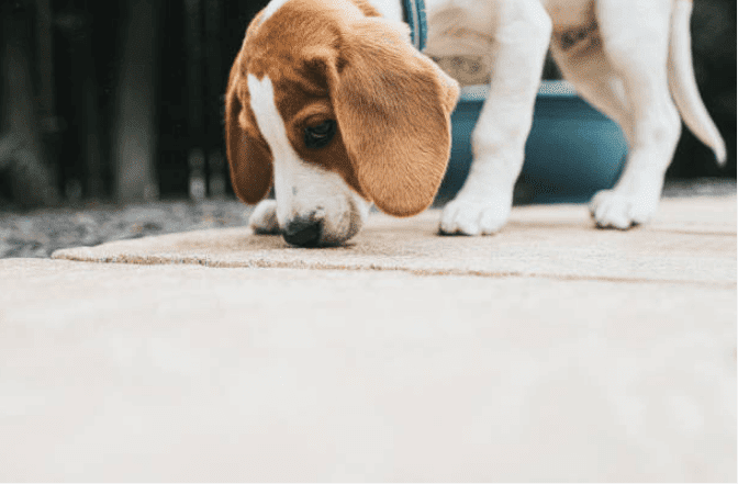 Grooming Requirement Guide Series: Beagles