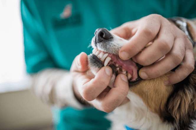 Grooming Requirement Guide Series: Beagles