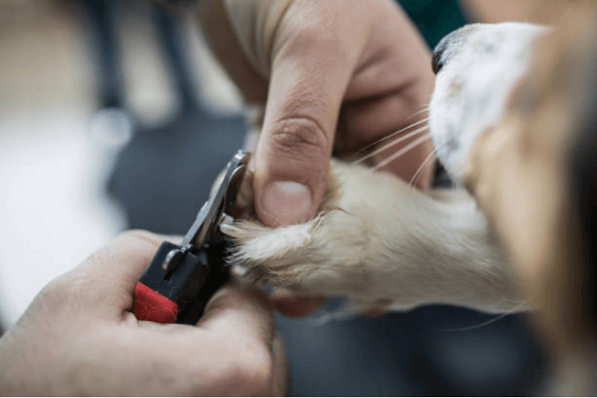 Grooming Requirement Guide Series: Beagles
