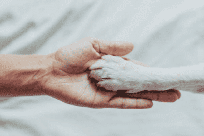 Grooming Requirement Guide Series: Beagles