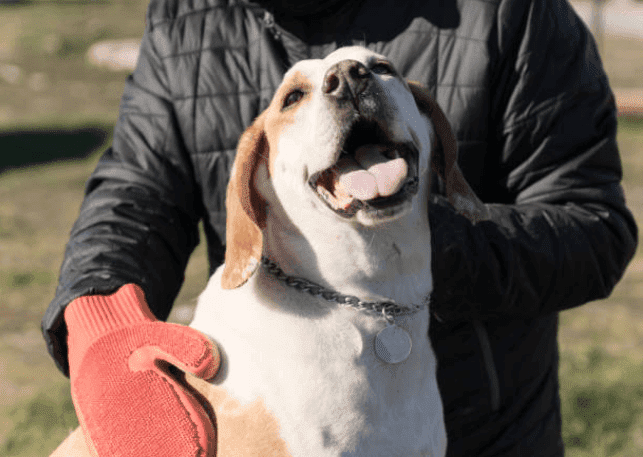 Grooming Requirement Guide Series: Beagles