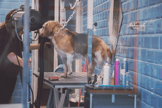 Grooming Requirement Guide Series: Beagles