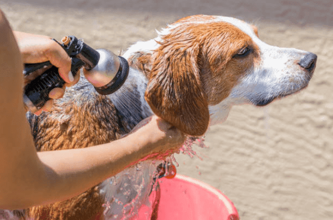 Grooming Requirement Guide Series: Beagles