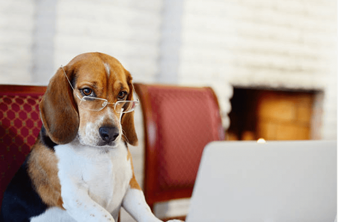 Grooming Requirement Guide Series: Beagles