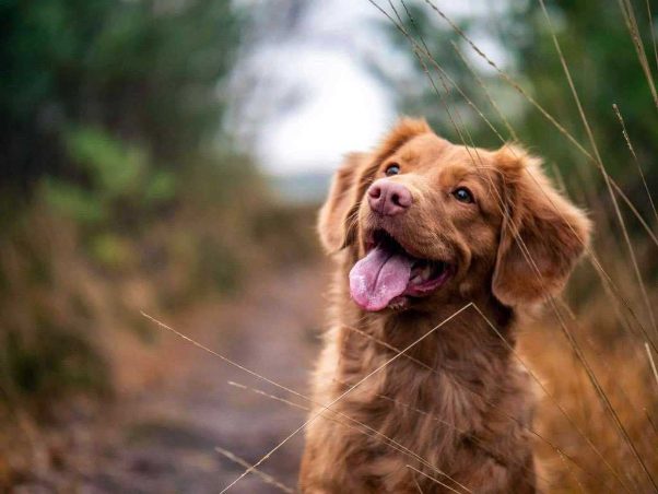 To Groom Or Not To Groom...At Home: Professional Dog Grooming VS DIY