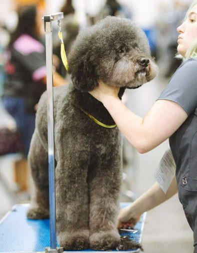 To Groom Or Not To Groom...At Home: Professional Dog Grooming VS DIY