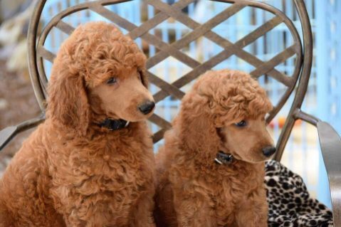 For Dogs That Get Cold Feet At The Groomer