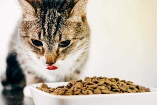 Best Cat Food for Kittens in India