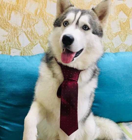 Siberian Husky Dogs For Mating In Hoshiarpur
