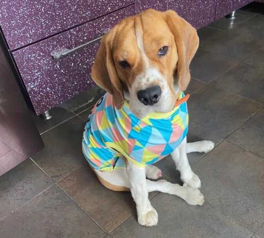 Beagle Dogs For Mating In Kochi