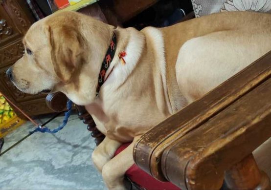 Labrador Retriever Dogs For Mating In Hyderabad