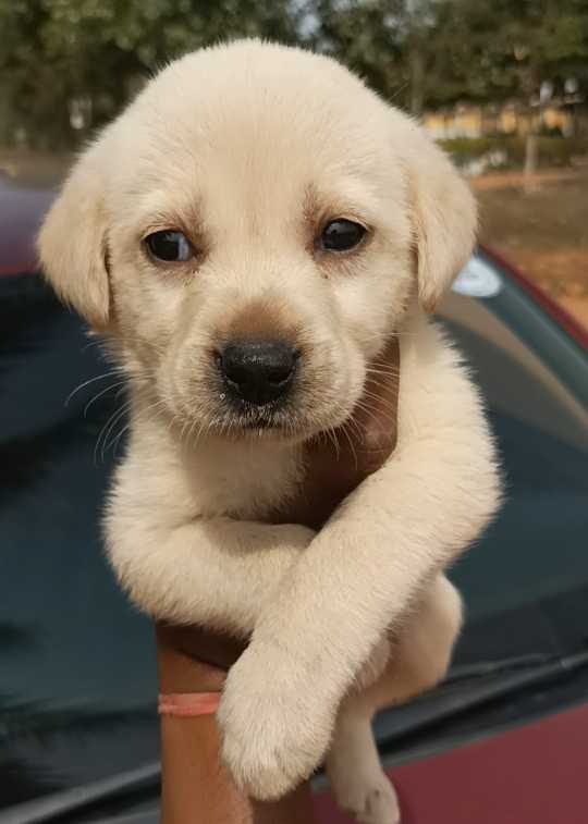 Labrador Retriever For Sale In Namakkal