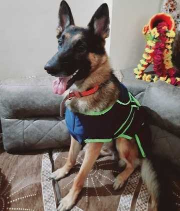 German Shepherd Dogs For Mating In Hyderabad
