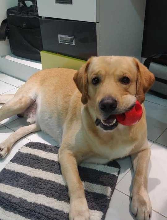 Labrador Retriever Dogs For Mating In Bhubaneswar