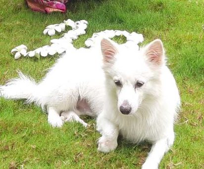 Pomeranian Dogs For Mating In Kochi