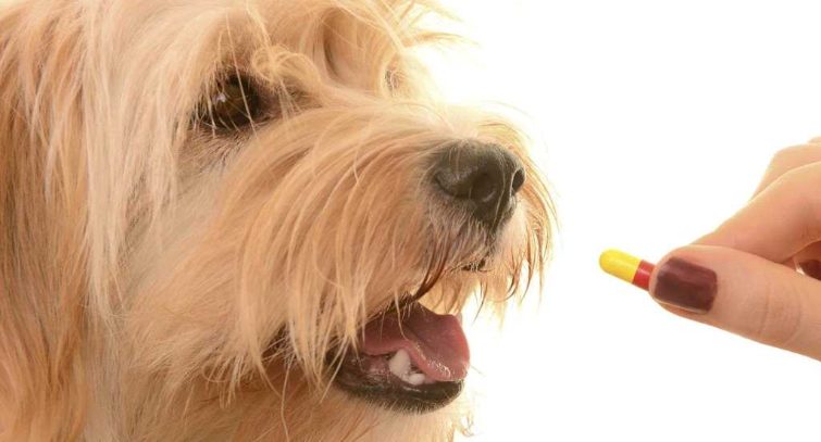 Importance of Deworming in Pets | Deworming Tips for Your Pets