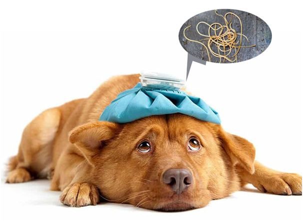 Importance of Deworming in Pets | Deworming Tips for Your Pets