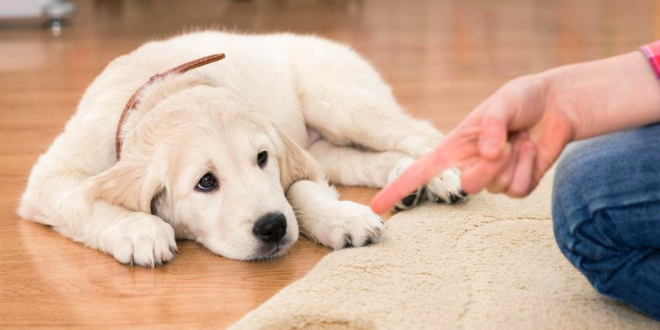 Importance of Deworming in Pets | Deworming Tips for Your Pets