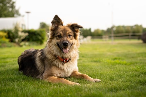 Dogs can read human emotions