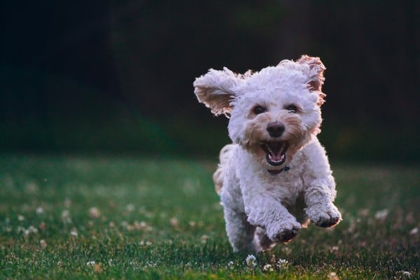 Dogs can read human emotions