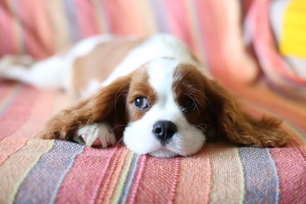 Dogs can read human emotions