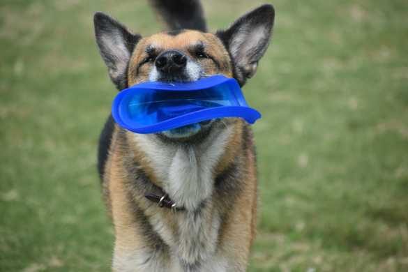 How to Choose the Right Toys for Your Dog