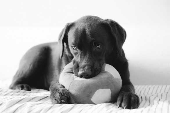 How to Choose the Right Toys for Your Dog