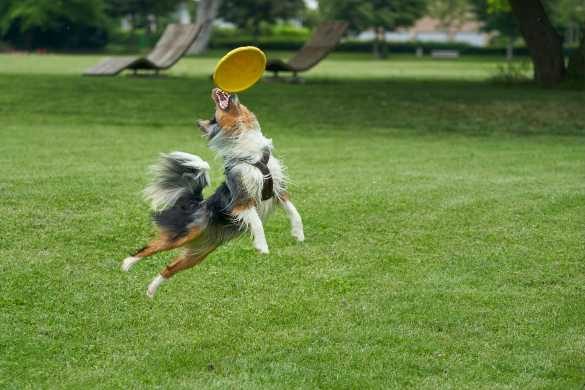 How to Choose the Right Toys for Your Dog