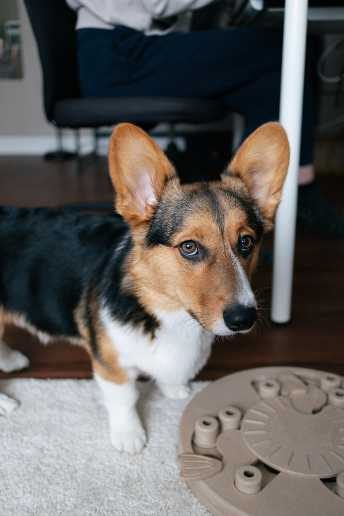 How to Choose the Right Toys for Your Dog