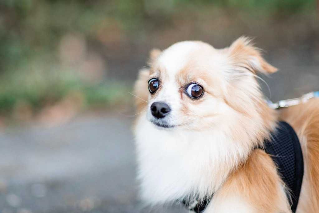 For Dogs That Get Cold Feet At The Groomer