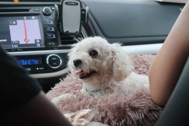 For Dogs That Get Cold Feet At The Groomer